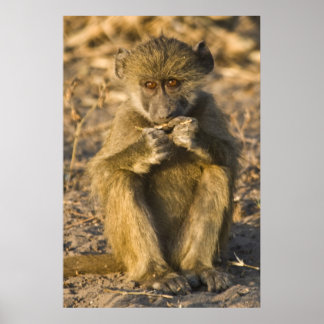 Poster Baby Baboon Mackey África sentado