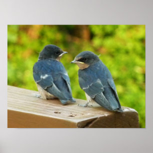 Poster Baby Barn Swallow Nature Bird Fotografia