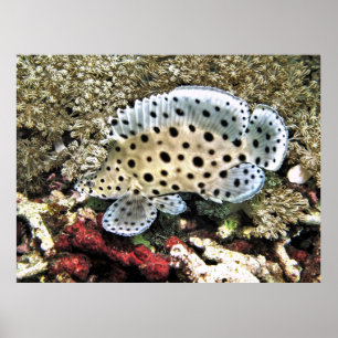 Poster Baby Barramundi