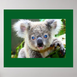 Pôster "Baby Blues" Koala
