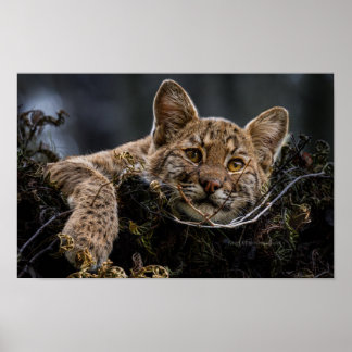 Poster Baby Bobcat Mentindo em árvore