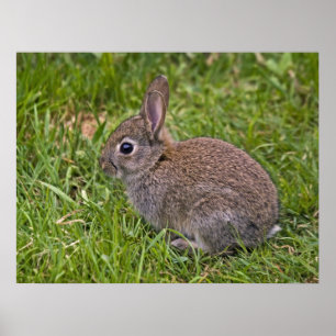 Pôster Baby Bunny Print