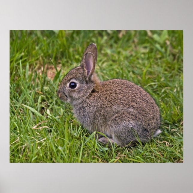 Pôster Baby Bunny Print (Frente)