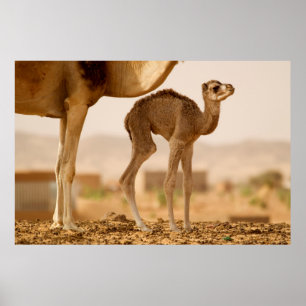 Poster Baby Camel