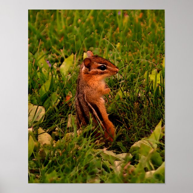Poster Baby Chipmunk Willife Animal Art (Frente)