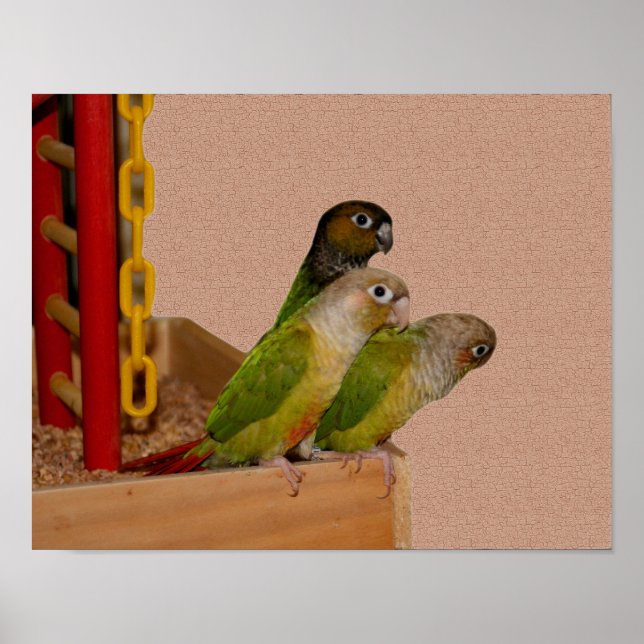 Poster Baby Conure Parrots Bird (Frente)