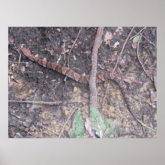 Pôster Baby Cottonmouth Mocasiin (Frente)