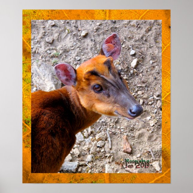 Poster Baby Deer (Frente)