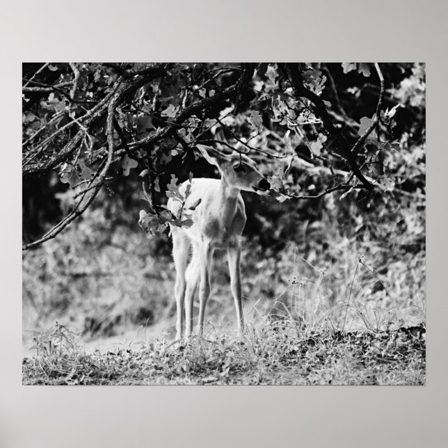 Poster Baby Deer Fawn Photographic Art Print (Frente)