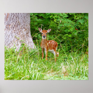 Poster Baby Deer in the Woods Nature Fotografia