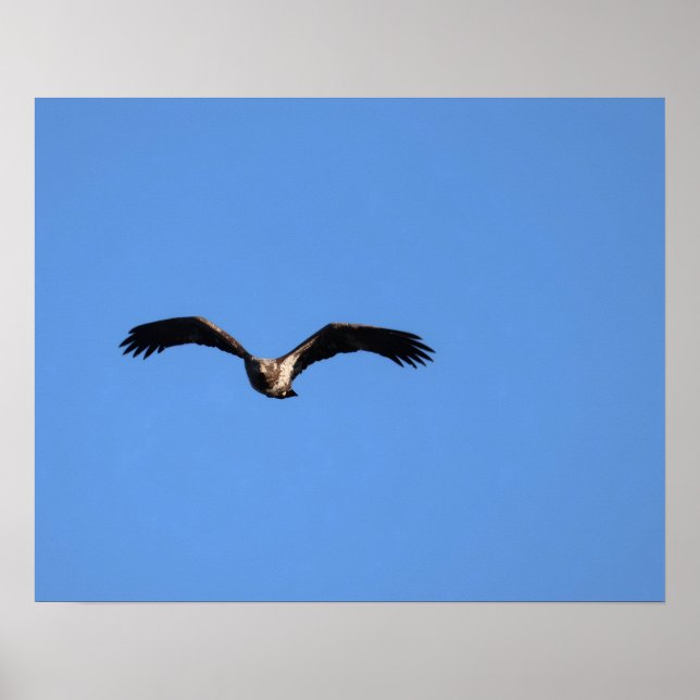 Poster Baby Eagle! (Frente)