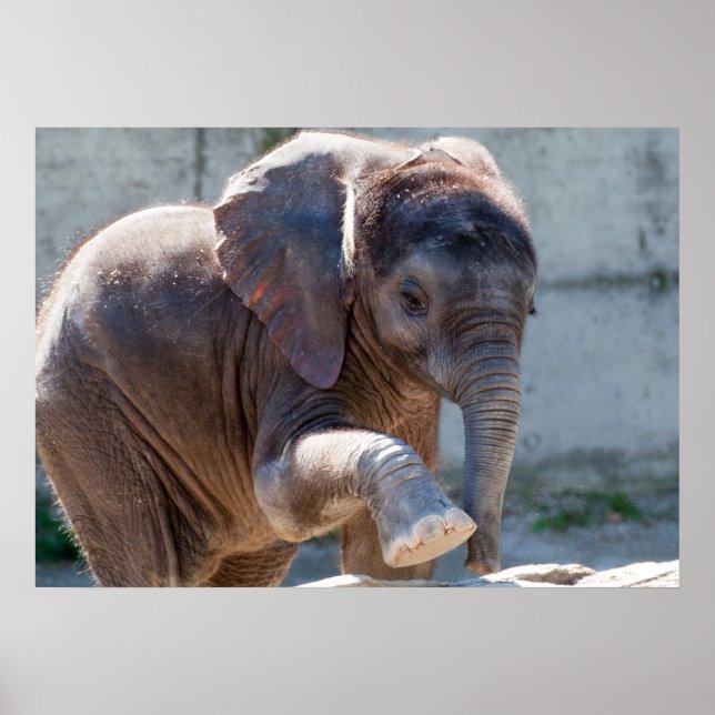 Poster Baby Elephant (Frente)