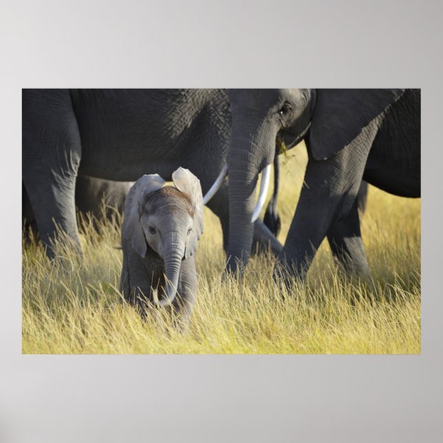Poster Baby Elephant (Frente)