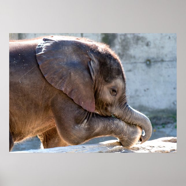 Poster Baby Elephant (Frente)