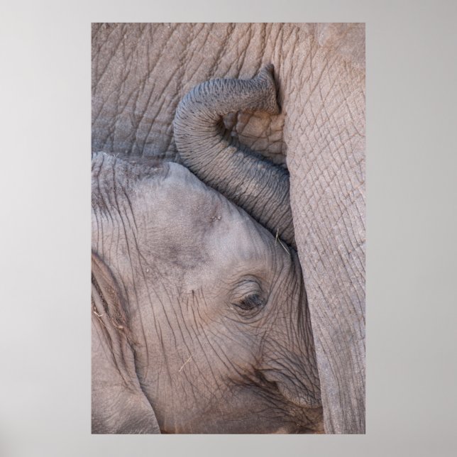 Pôster Baby Elephant Snuggles (Frente)