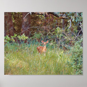 Poster Baby Fawn Deer no Texas