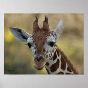 Poster Baby Giraffe 08