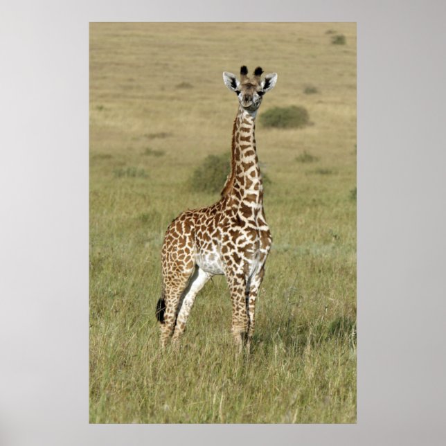 Pôster Baby Giraffe Em Nairobi (Frente)