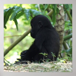 Pôster Baby Gorilla