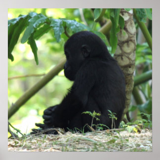 Pôster Baby Gorilla