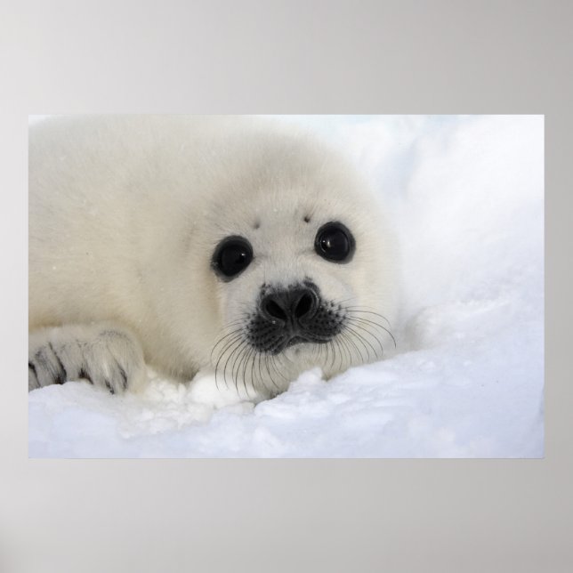Poster Baby Harp Seal (Frente)