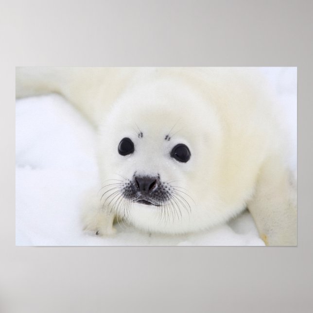 Poster Baby harp seal pup on ice of the White Sea (Frente)