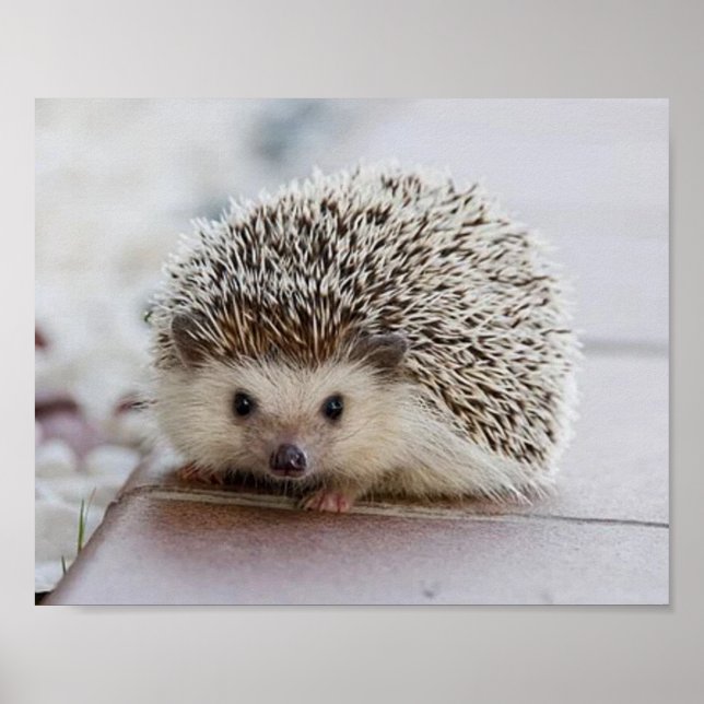 Poster Baby hedgehog   (Frente)