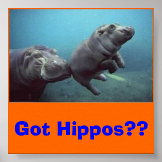 Pôster baby-hippo, pegou Hippos?