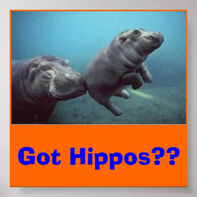 Pôster baby-hippo, pegou Hippos? (Frente)