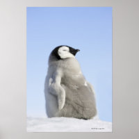 Baby Imperor Penguin, Ilha Snow Hill