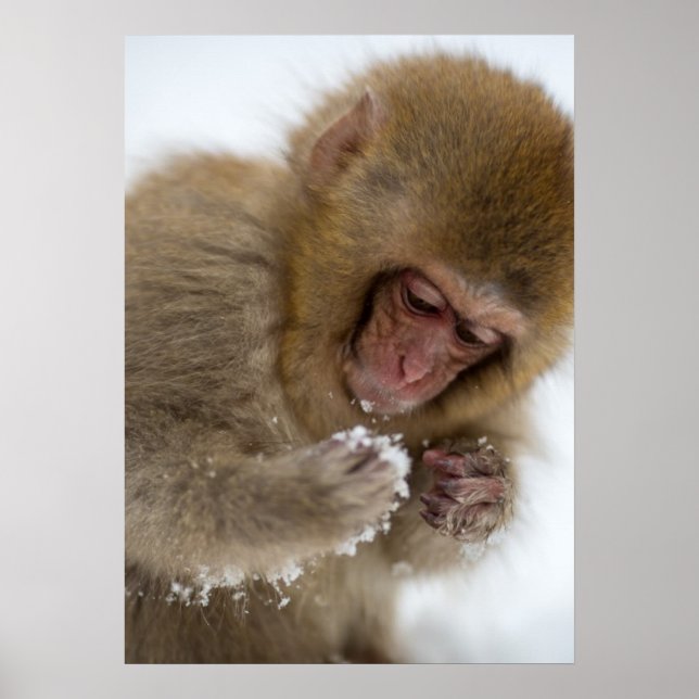 Pôster Baby Japonês Macaque | Macaco-neve (Frente)