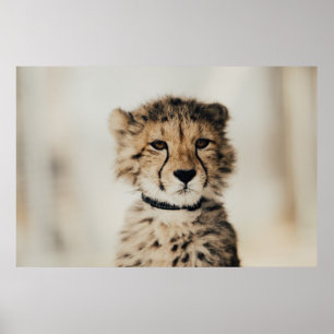 POSTER BABY LEOPARD