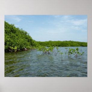 Pôster Baby Mangrove Trees no Caribe