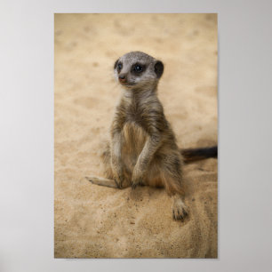 Poster Baby Meerkat Sentado Na Areia