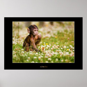 Pôster Baby Monkey