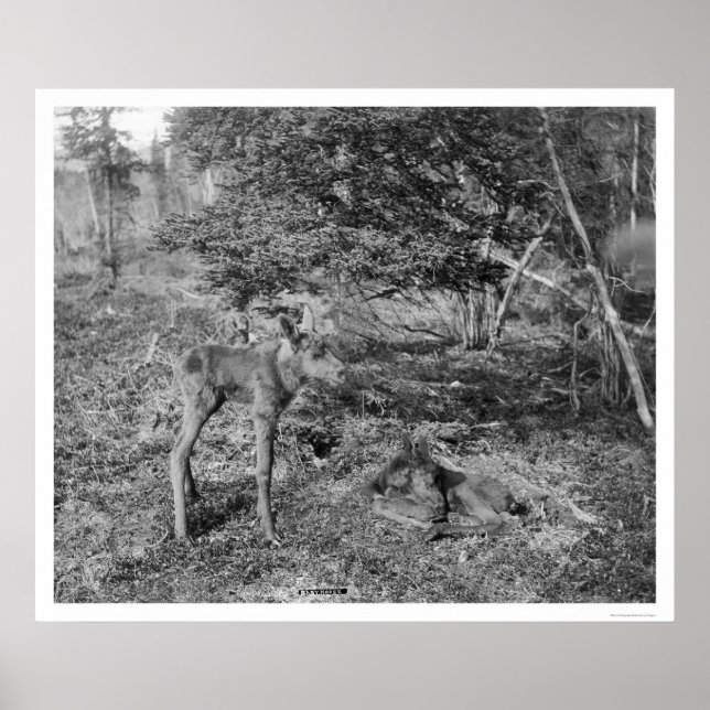 Pôster Baby Moose In Alaska 1915 (Frente)