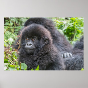 Poster Baby Mountain Gorilla