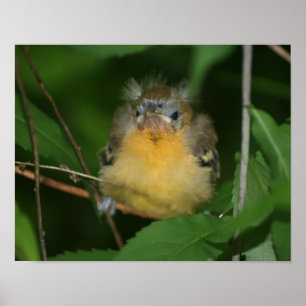 Poster Baby Oriole Frazões Bird