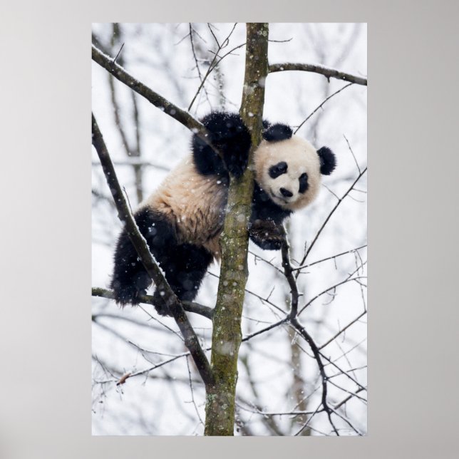 Pôster Baby Panda in Tree (Frente)