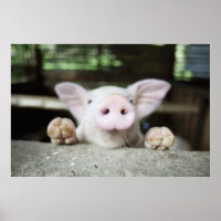 Baby Pig in Caneta,