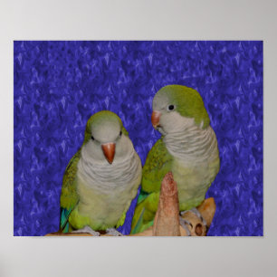 Pôster Baby Quaker Parrot Pair
