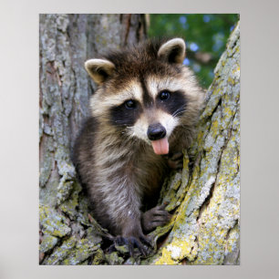 Pôster Baby Raccoon