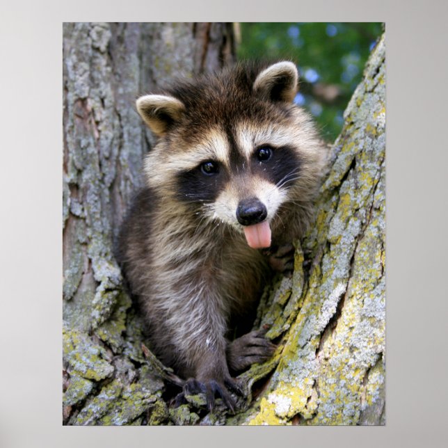 Pôster Baby Raccoon (Frente)