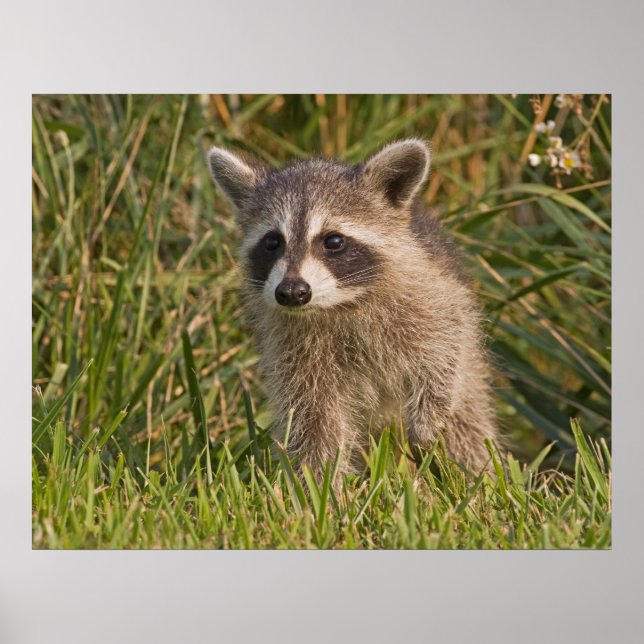 Pôster Baby Raccoon 2 (Frente)