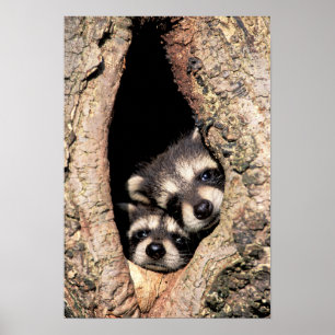 Poster Baby Raccoons saindo da árvore