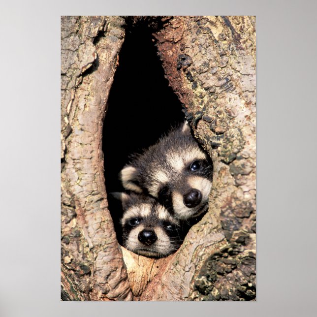 Poster Baby Raccoons saindo da árvore (Frente)