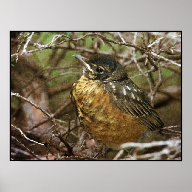 Poster Baby Robin (Frente)