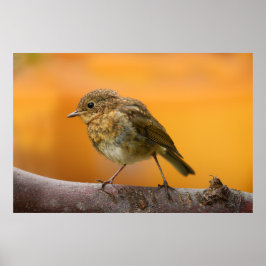 Poster Baby Robin Em Um Ramal De Árvore
