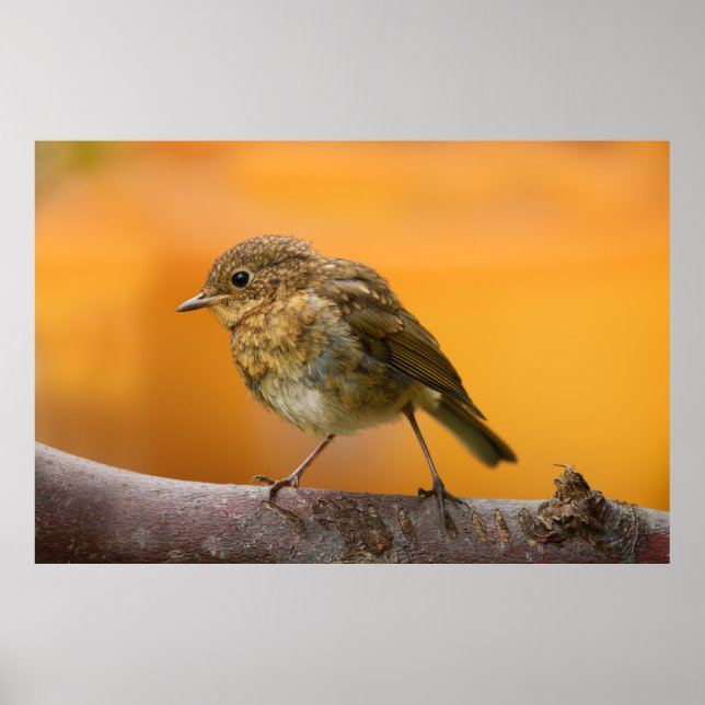 Poster Baby Robin Em Um Ramal De Árvore (Frente)