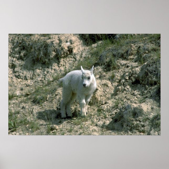 Pôster Baby Rocky Mountain Goat (Frente)